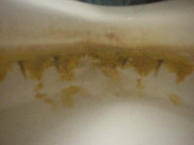 トイレお掃除指導
