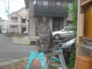 脚立の上でお手伝い? 脚立の上でお手伝い?