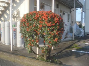 ピラカンサス ピラカンサス