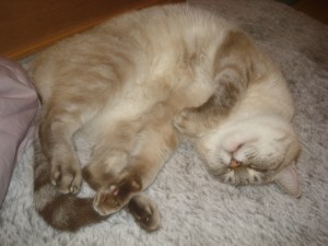 セシリアぬくぬく^¥^~ セシリアぬくぬく^¥^~