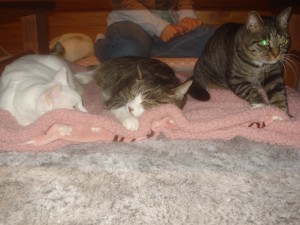 3匹ぬーくぬく、ハムニダ 3匹ぬーくぬく、ハムニダ